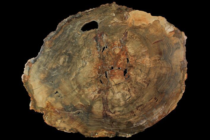 Petrified Wood (Araucaria) Round - Madagascar #118466